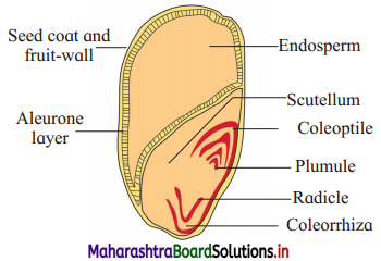 Maharashtra Board Class 12 Biology Important Questions Chapter 1 Reproduction in Lower and Higher Plants 15