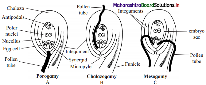 Maharashtra Board Class 12 Biology Important Questions Chapter 1 Reproduction in Lower and Higher Plants 16