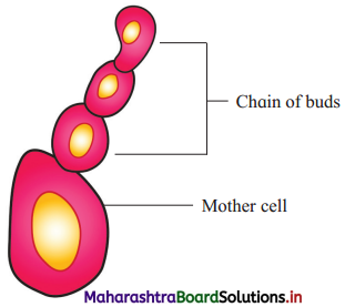 Maharashtra Board Class 12 Biology Important Questions Chapter 1 Reproduction in Lower and Higher Plants 17
