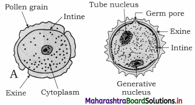 Maharashtra Board Class 12 Biology Important Questions Chapter 1 Reproduction in Lower and Higher Plants 19