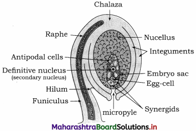 Maharashtra Board Class 12 Biology Important Questions Chapter 1 Reproduction in Lower and Higher Plants 2