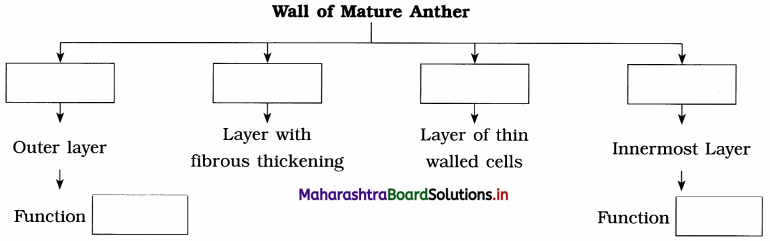 Maharashtra Board Class 12 Biology Important Questions Chapter 1 Reproduction in Lower and Higher Plants 5