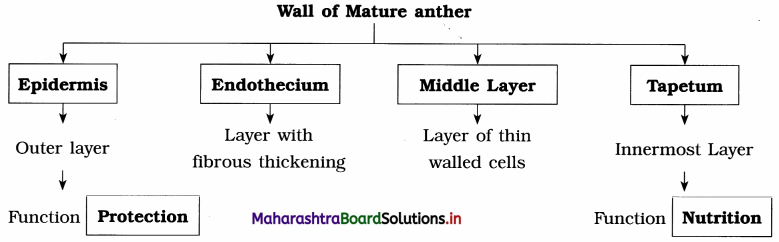 Maharashtra Board Class 12 Biology Important Questions Chapter 1 Reproduction in Lower and Higher Plants 6