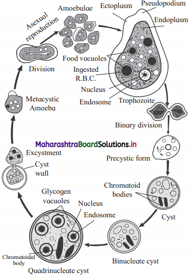 Maharashtra Board Class 12 Biology Important Questions Chapter 10 Human Health and Diseases 10
