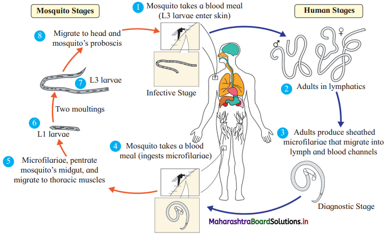 Maharashtra Board Class 12 Biology Important Questions Chapter 10 Human Health and Diseases 12