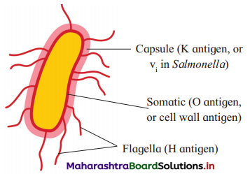 Maharashtra Board Class 12 Biology Important Questions Chapter 10 Human Health and Diseases 13