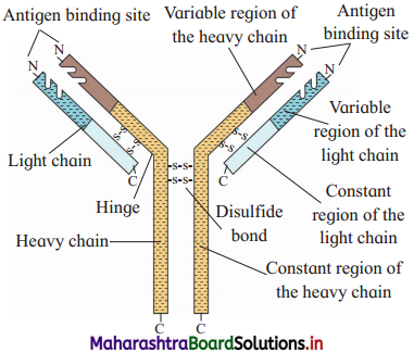 Maharashtra Board Class 12 Biology Important Questions Chapter 10 Human Health and Diseases 7