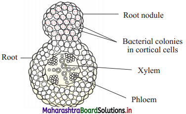 Maharashtra Board Class 12 Biology Important Questions Chapter 11 Enhancement of Food Production 10