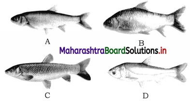 Maharashtra Board Class 12 Biology Important Questions Chapter 11 Enhancement of Food Production 4
