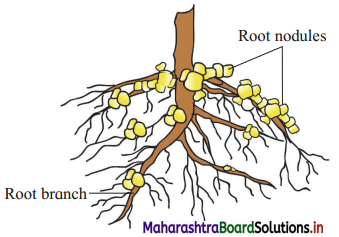 Maharashtra Board Class 12 Biology Important Questions Chapter 11 Enhancement of Food Production 9