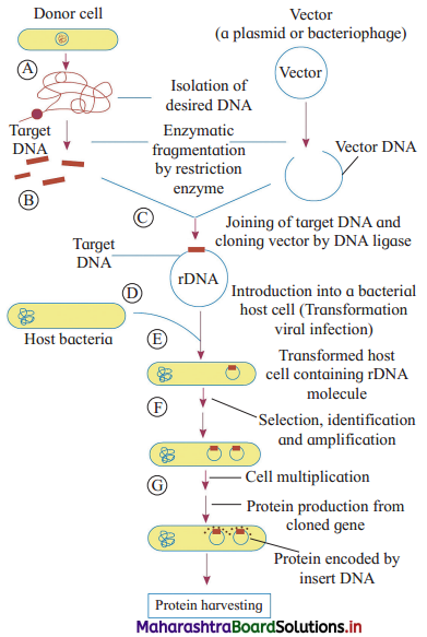Maharashtra Board Class 12 Biology Important Questions Chapter 12 Biotechnology 4