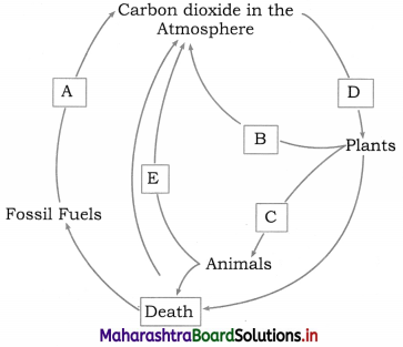 Maharashtra Board Class 12 Biology Important Questions Chapter 14 Ecosystems and Energy Flow 11