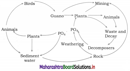 Maharashtra Board Class 12 Biology Important Questions Chapter 14 Ecosystems and Energy Flow 13