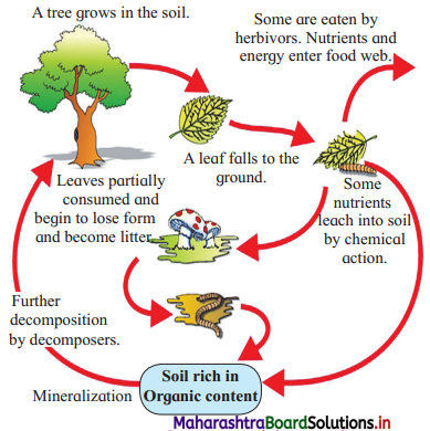 Maharashtra Board Class 12 Biology Important Questions Chapter 14 Ecosystems and Energy Flow 5