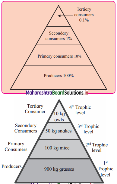 Maharashtra Board Class 12 Biology Important Questions Chapter 14 Ecosystems and Energy Flow 7