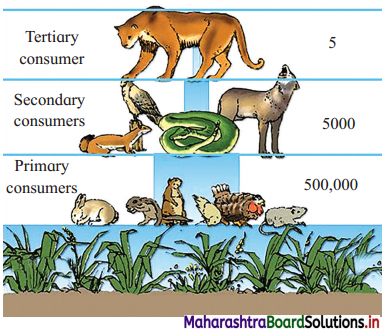 Maharashtra Board Class 12 Biology Important Questions Chapter 14 Ecosystems and Energy Flow 8