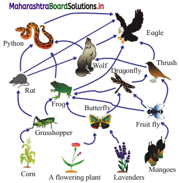 Maharashtra Board Class 12 Biology Important Questions Chapter 14 Ecosystems and Energy Flow 9