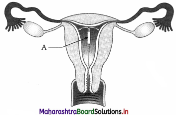 Maharashtra Board Class 12 Biology Important Questions Chapter 2 Reproduction in Lower and Higher Animals 19
