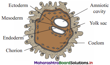 Maharashtra Board Class 12 Biology Important Questions Chapter 2 Reproduction in Lower and Higher Animals 22