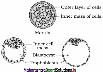 Maharashtra Board Class 12 Biology Important Questions Chapter 2 Reproduction in Lower and Higher Animals 4