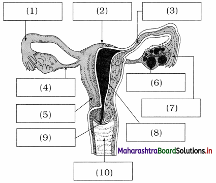 Maharashtra Board Class 12 Biology Important Questions Chapter 2 Reproduction in Lower and Higher Animals 7