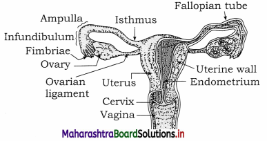 Maharashtra Board Class 12 Biology Important Questions Chapter 2 Reproduction in Lower and Higher Animals 7