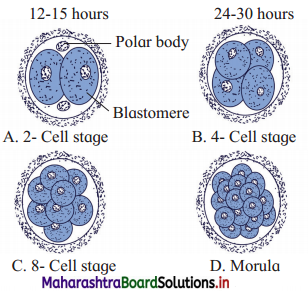 Maharashtra Board Class 12 Biology Important Questions Chapter 2 Reproduction in Lower and Higher Animals 9