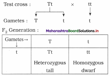 Maharashtra Board Class 12 Biology Important Questions Chapter 3 Inheritance and Variation 1