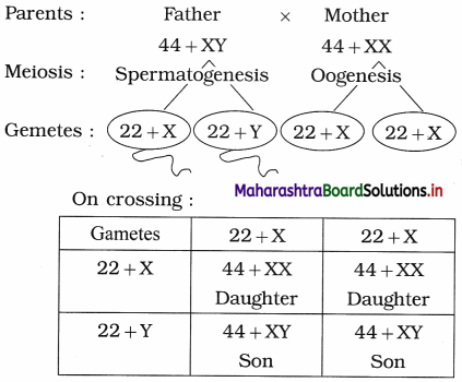 Maharashtra Board Class 12 Biology Important Questions Chapter 3 Inheritance and Variation 11