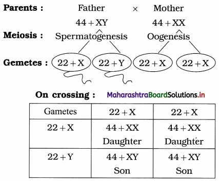 Maharashtra Board Class 12 Biology Important Questions Chapter 3 Inheritance and Variation 12