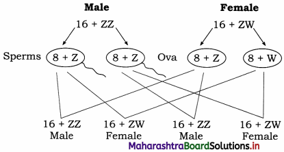 Maharashtra Board Class 12 Biology Important Questions Chapter 3 Inheritance and Variation 13