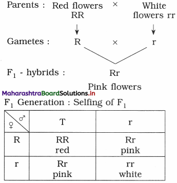 Maharashtra Board Class 12 Biology Important Questions Chapter 3 Inheritance and Variation 4