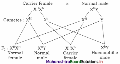 Maharashtra Board Class 12 Biology Important Questions Chapter 3 Inheritance and Variation 8