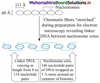Maharashtra Board Class 12 Biology Important Questions Chapter 4 Molecular Basis of Inheritance 14