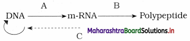 Maharashtra Board Class 12 Biology Important Questions Chapter 4 Molecular Basis of Inheritance 18