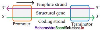 Maharashtra Board Class 12 Biology Important Questions Chapter 4 Molecular Basis of Inheritance 20