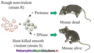 Maharashtra Board Class 12 Biology Important Questions Chapter 4 Molecular Basis of Inheritance 28