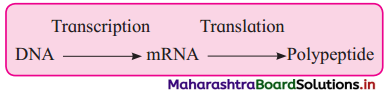 Maharashtra Board Class 12 Biology Important Questions Chapter 4 Molecular Basis of Inheritance 3