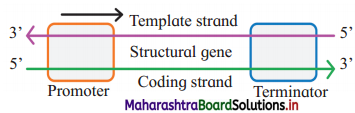 Maharashtra Board Class 12 Biology Important Questions Chapter 4 Molecular Basis of Inheritance 31