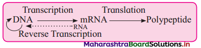 Maharashtra Board Class 12 Biology Important Questions Chapter 4 Molecular Basis of Inheritance 4