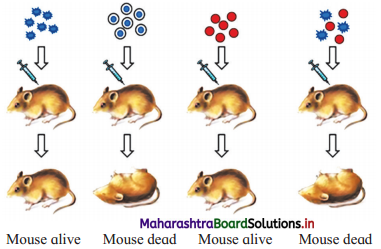 Maharashtra Board Class 12 Biology Important Questions Chapter 4 Molecular Basis of Inheritance 7