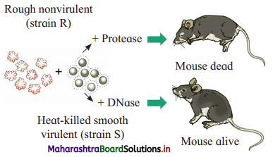 Maharashtra Board Class 12 Biology Important Questions Chapter 4 Molecular Basis of Inheritance 8