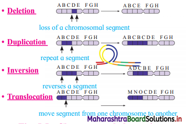 Maharashtra Board Class 12 Biology Important Questions Chapter 5 Origin and Evolution of Life 7