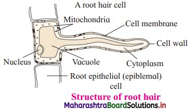 Maharashtra Board Class 12 Biology Important Questions Chapter 6 Plant Water Relation 6