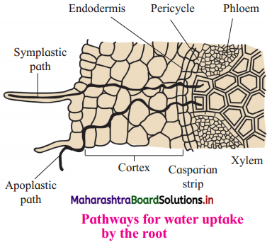 Maharashtra Board Class 12 Biology Important Questions Chapter 6 Plant Water Relation 8