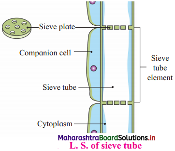 Maharashtra Board Class 12 Biology Important Questions Chapter 6 Plant Water Relation 9