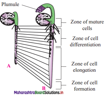 Maharashtra Board Class 12 Biology Important Questions Chapter 7 Plant Growth and Mineral Nutrition 17