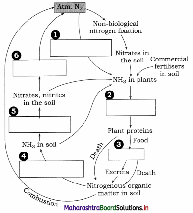 Maharashtra Board Class 12 Biology Important Questions Chapter 7 Plant Growth and Mineral Nutrition 23