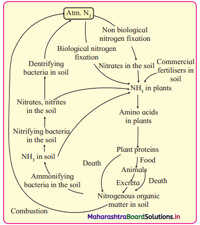 Maharashtra Board Class 12 Biology Important Questions Chapter 7 Plant Growth and Mineral Nutrition 24