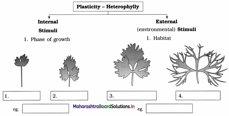Maharashtra Board Class 12 Biology Important Questions Chapter 7 Plant Growth and Mineral Nutrition 6